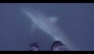 Un plongeur tombe nez à nez avec un grand requin blanc, la vidéo terrifiante 