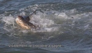Un requin attaque un crocodile pour lui voler sa proie ! (Vidéo)
