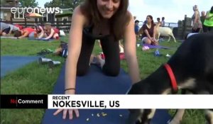 Le yoga au milieu des chèvres