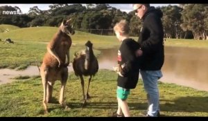 Australie : Un kangourou frappe un enfant en plein visage (Vidéo)