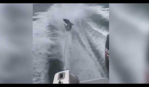 Ils maltraitent un requin avec leur bateau, la vidéo qui fait scandale 