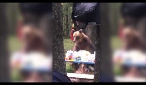 Russie : Un ours affamé vole la nourriture de campeurs, les images insolites (Vidéo)