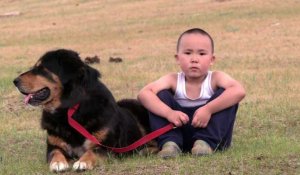 Le bouvier mongol, un chien ressuscité du fond des âges
