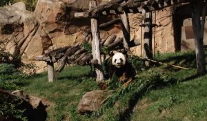 Réactions au zoo de Beauval après la naissance du bébé panda