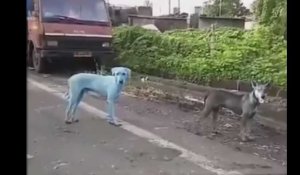Un chien devient bleu après avoir nagé dans une rivière polluée (Vidéo)