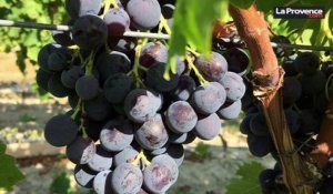 Vendanges dans le Vaucluse : le début de la récolte du raisin