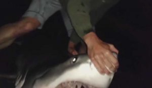 Des pêcheurs sauvent un requin blanc pris dans leur filet (Vidéo) 