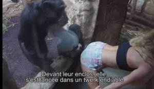 Une femme twerk pour des singes dans un zoo (Vidéo)