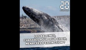 Chasse à la baleine: De nombreuses espèces menacées d'extinction ?