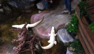 Dans un aquarium de Paris, transfert musclé d'alligators albinos