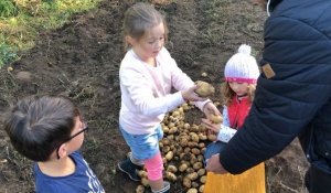 Douarnenez. Vingt écoliers récoltent les premières patates de l'île Tristan
