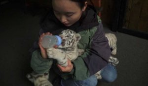 Des tigres blancs triplés font craquer la Chine
