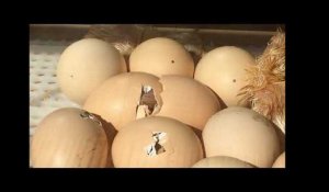 Le Maine Libre. Eclosions d'œufs des Fermiers de Loué