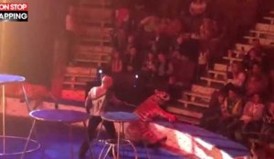 Un tigre de cirque s'effondre et convulse en plein spectacle, la vidéo choc 