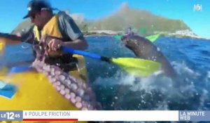 Une otarie gifle un kayakiste avec un poulpe - ZAPPING ACTU HEBDO DU 29/09/2018