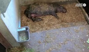 Animaux. La première tétée du bébé hippopotame au Parc animalier et botanique de Branféré