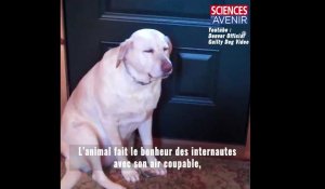 Bande-annonce : l'intelligence des animaux domestiques