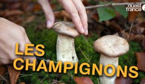 VRAI ou FAUX : testez vos connaissances sur la cueillette des champignons
