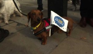 "Ouaférendum": chiens et maîtres défilent contre le Brexit