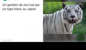 Japon. Un gardien de zoo tué par un tigre blanc.