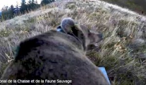 Ourses lâchées dans les Pyrénées : explications de l'ONCFS