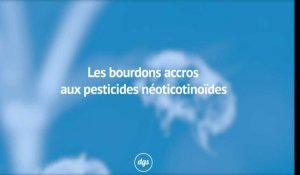 Les bourdons accros aux pesticides néonicotinoïdes