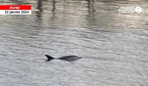 VIDÉO. Le dauphin aperçu dans une rivière du Morbihan est passé sous le pont de Kerplouz, à Auray