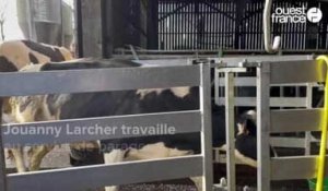 VIDEO. Cette pédicure bovine prend soin des pieds des vaches normandes