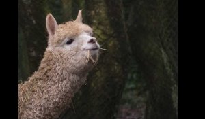 VIDÉO. La petite alpaga du zoo de Jurques a un nom : Albertine !