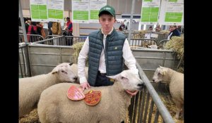 Salon de l'agriculture : Baptiste, 16 ans, remporte deux médailles au concours agricole