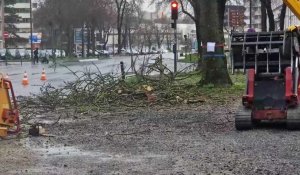 Abattage arbres à Amiens