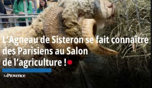 L’Agneau de Sisteron se fait connaître des Parisiens au  Salon de l’agriculture !