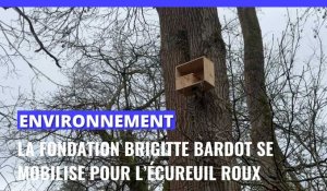 La Fondation Brigitte Bardot se mobilise pour la défense des écureuils roux