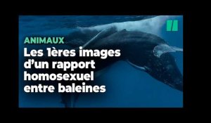 Des rapports intimes de baleines à bosse observés pour la première fois (et ce sont deux mâles)