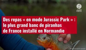 VIDÉO. Des repas « en mode Jurassic Park » : le plus grand banc de piranhas de France en Normandie
