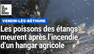 Les poissons des étangs de Vendin-lès-Béthune meurent après l'incendie d'un hangar agricole 