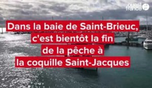 VIDÉO. Dans la baie de Saint-Brieuc, une saison difficile pour la pêche de coquilles Saint-Jacques