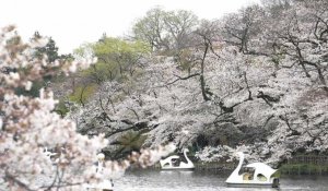 Tokyo s'émerveille devant ses cerisiers en fleurs