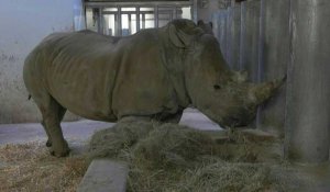 Arrivée de Dora, la nouvelle rhinocéros du Zoo de Paris