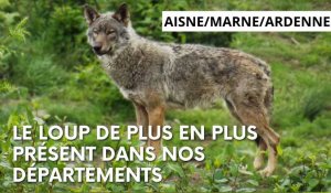 Ce qu'il faut savoir sur la présence du loup dans l'Aisne, la Marne et les Ardennes