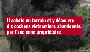 VIDÉO. Il achète un terrain et y découvre dix cochons vietnamiens abandonnés par l’ancienn