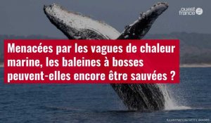 VIDÉO. Menacées par les vagues de chaleur marine, les baleines à bosses peuvent-elles encore être sauvées ?