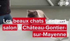 VIDEO. Concours de beauté pour chats de race à Château-Gontier-sur-Mayenne