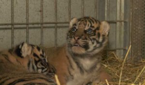 Deux bébés tigres naissent au Zoo d'Amiens : un peu d'espoir pour une espèce menacée