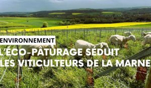 L’éco-pâturage séduit les viticulteurs de la Marne