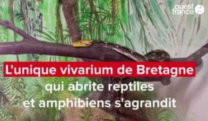 VIDÉO. L'unique vivarium de Bretagne qui abrite reptiles et amphibiens s'agrandit