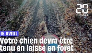 15 avril : Votre chien devra être tenu en laisse en forêt