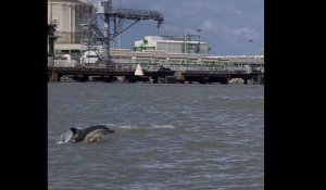 VIDEO. L'incroyable rencontre avec des dauphins dans l'estuaire de la Loire, à Montoir-de-Bretagne