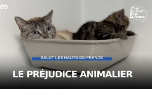 Le préjudice animalier