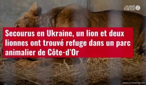 VIDÉO. Secourus en Ukraine, un lion et deux lionnes ont trouvé refuge dans un parc animalier de Côte